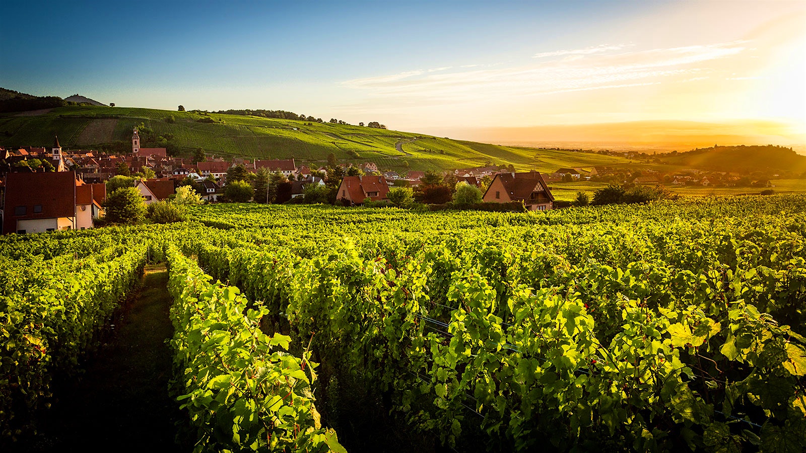 A Hugel vineyard in Alsace.